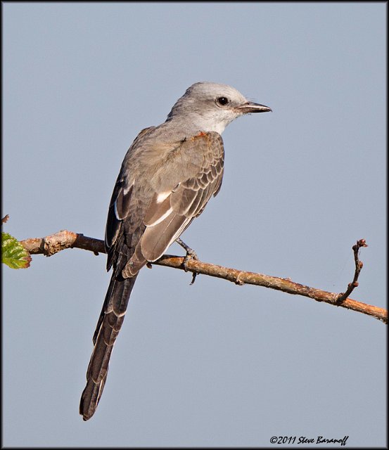 _1SB0255 scissor-tailed flycatcher.jpg